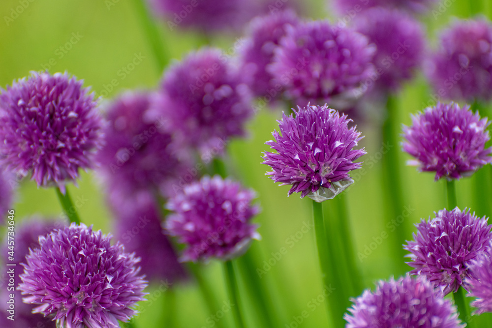beautiful purple chive flowers beautiful purple chive flowers