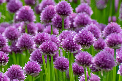 close up of purple chive flowers