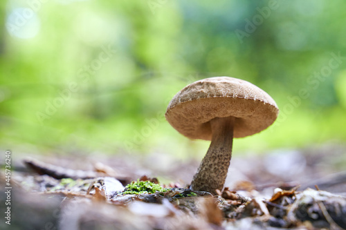 Birch bolete mushroom or leccinum scabrum growing in a sunny forest. Low angle shot.