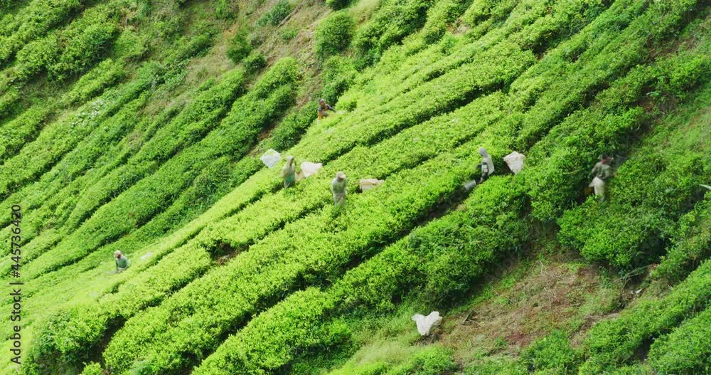 Time Lapse Of Migrant Workers Working The Tea Plantations in Highlands, Malaysia Time Lapse Of Migrant Workers Working The Tea Plantations in Highlands, Malaysia