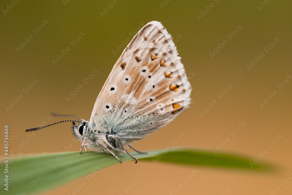 Polyommatus coridon (Lysandra coridon,Poda, 1761) è un lepidottero diurno appartenente alla famiglia Lycaenidae, diffuso in Eurasia.Lessinia Trentino17/07/2021 Polyommatus coridon (Lysandra coridon,Poda, 1761) è un lepidottero diurno appartenente alla famiglia Lycaenidae, diffuso in Eurasia.Lessinia Trentino17/07/2021