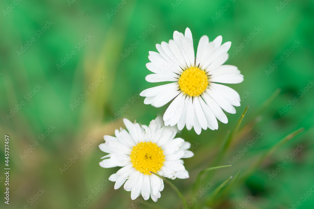 Macro de flor silvestre