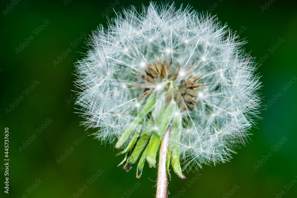 Fototapeta premium Detalle de dientes de león