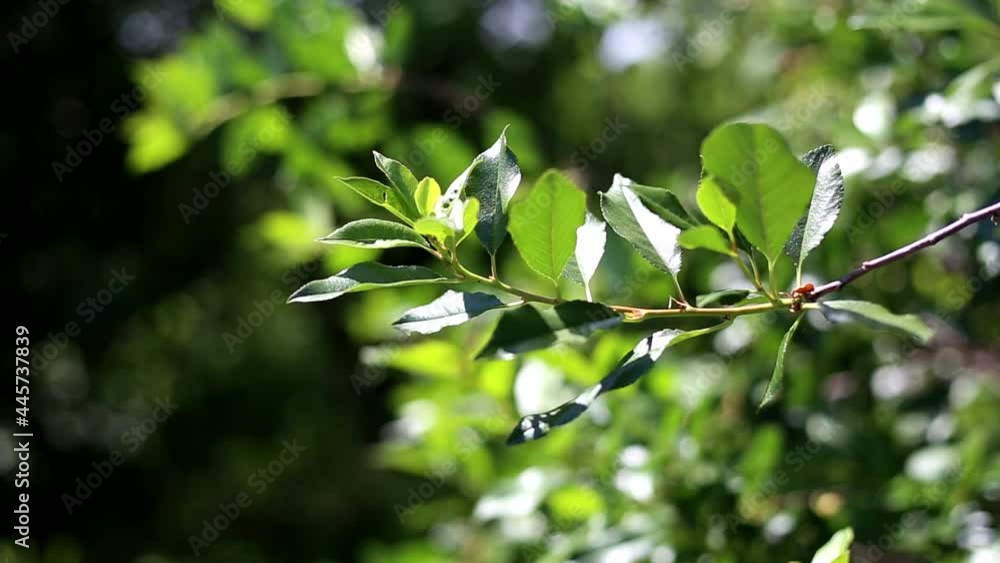 Green cherry leaves swing in the wind Green cherry leaves swing in the wind