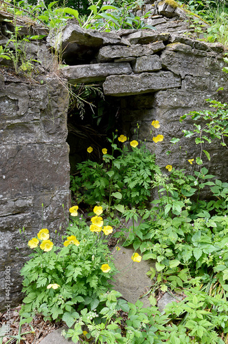 Old collpasing cottage wall with wildflowers, Gilmerton, Crieff, Perthshire photo