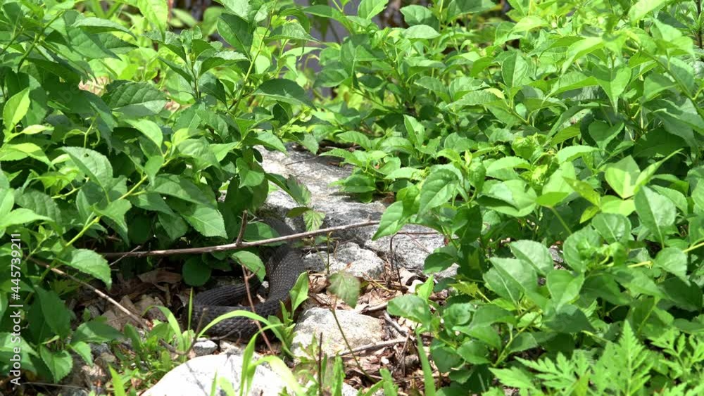 Northern water snake is hiding in grass Northern water snake is hiding in grass