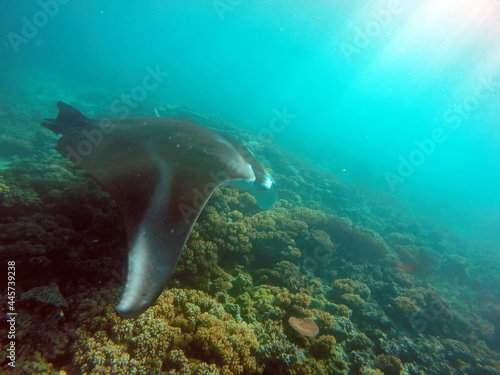 Manta ray swimming above a reef in Fiji © Angela