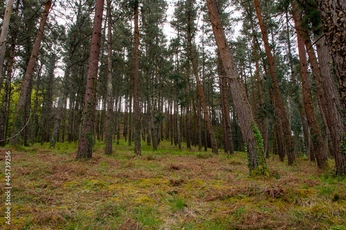 forest in autumn