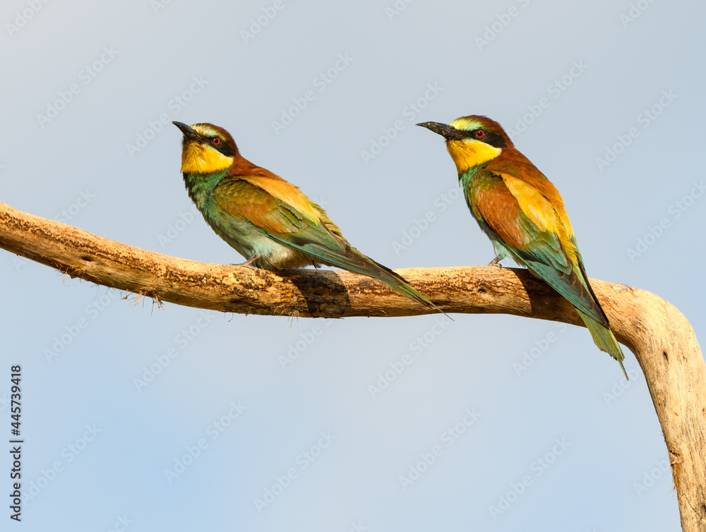 Two European Bee-Eaters Sitting on Stick on Blue Sky Two European Bee-Eaters Sitting on Stick on Blue Sky