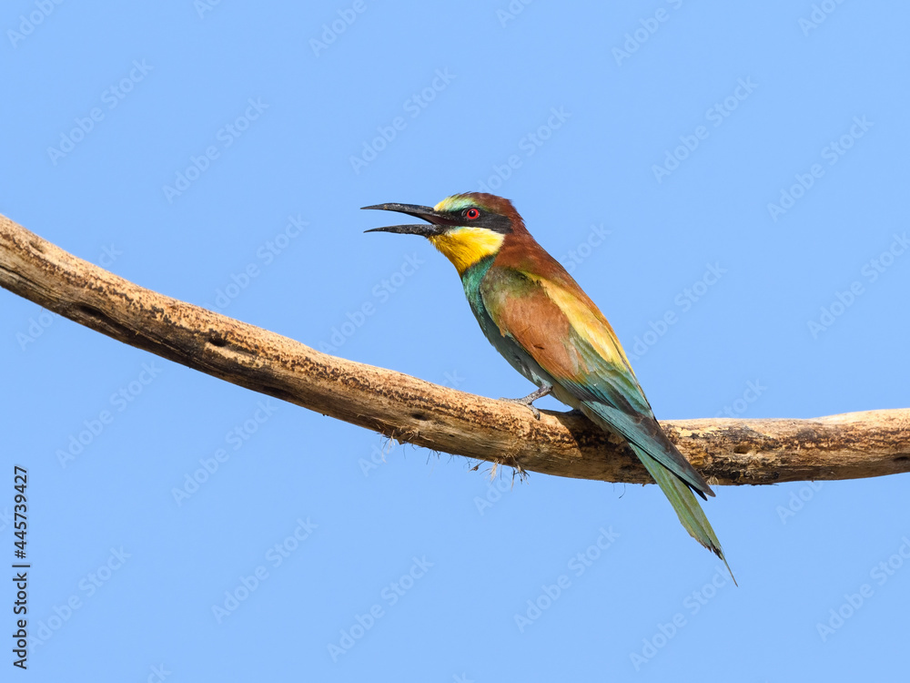 European Bee-Eater with Open Beak Sitting on Steak on Blue Sky European Bee-Eater with Open Beak Sitting on Steak on Blue Sky