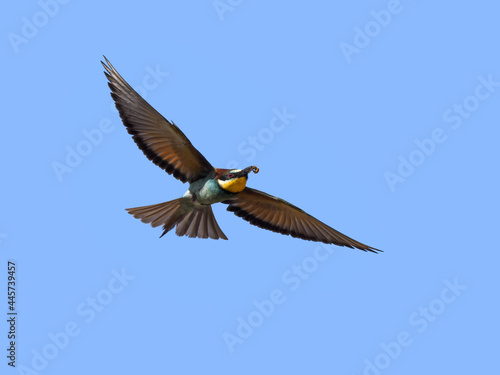 European Bee-Eater Holding a Bee and Flying against Blue Sky