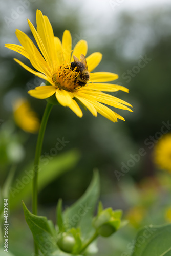 bee on flower (india cup flower)