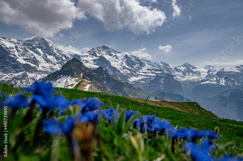 Panoramic alpine view of Eiger Mönch and Jungfrau fwith spring flowers and snow - Männlichen, Swiss Alps, Lauterbrunnen Valley, Jungfrau Region, Switzerland photo