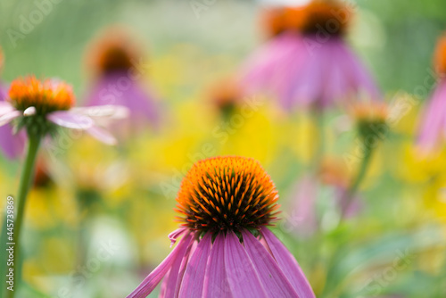 fantasy echinacea landscape with creamy yellow and pink bokeh background  suitable for text or copy  