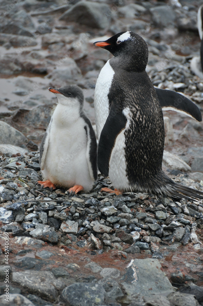 Naklejka premium Antarktis