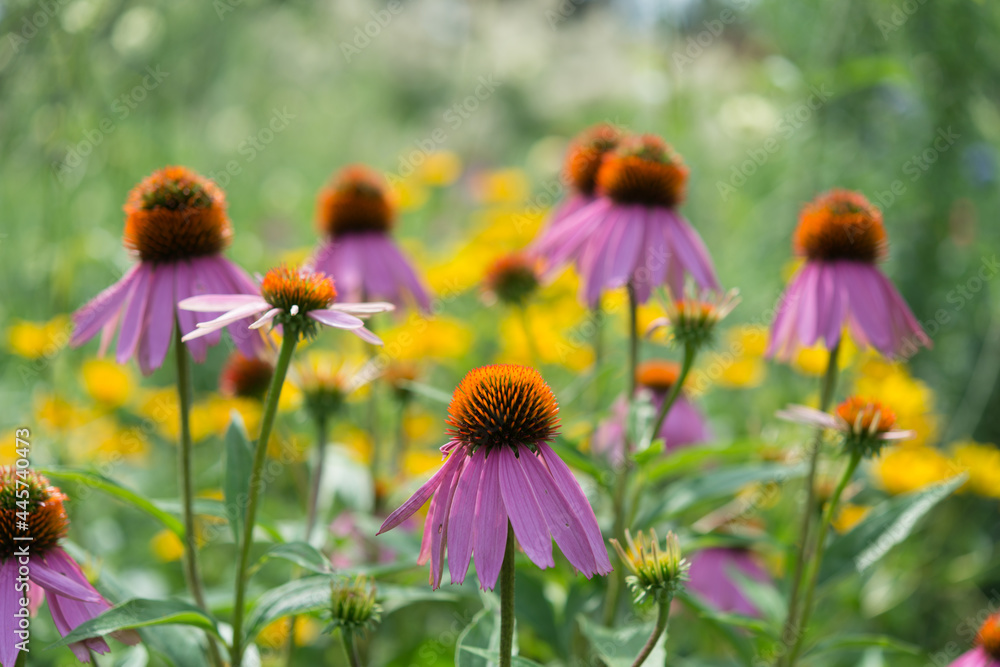 field of echinacea flowers with creamy bokeh background field of echinacea flowers with creamy bokeh background