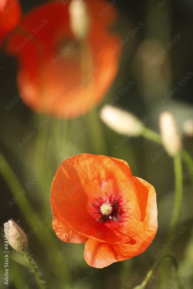 Fototapeta premium Maki kwitnące na łące makro