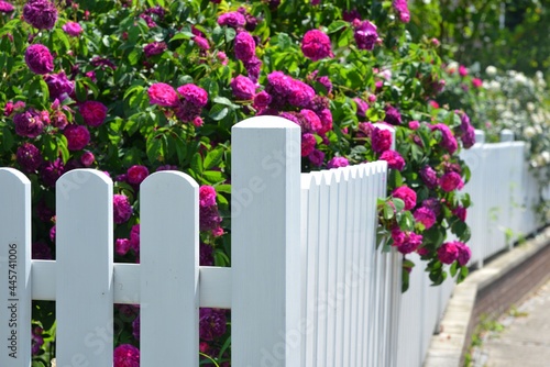 Weiß lackierter Lattenzaun um einen Vorgarten mit Rosen als Grundstücksabgrenzung photo