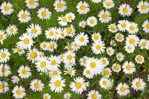 Field white daisies (Latin Matricária) on a background of green grass on a clear sunny day. Nature flowers flora background. © Victor1153