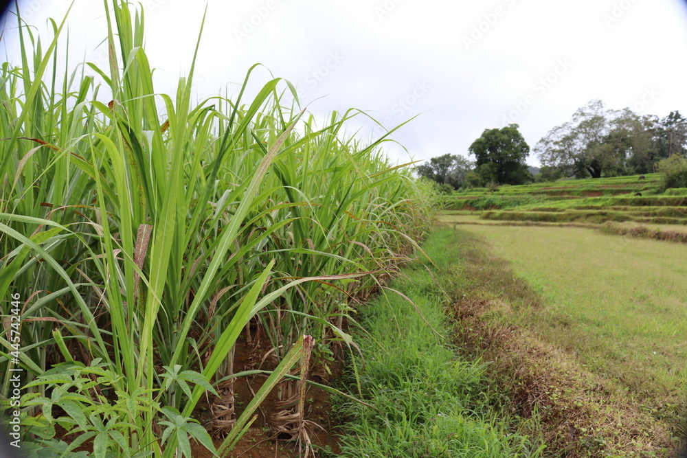 rice field rice field