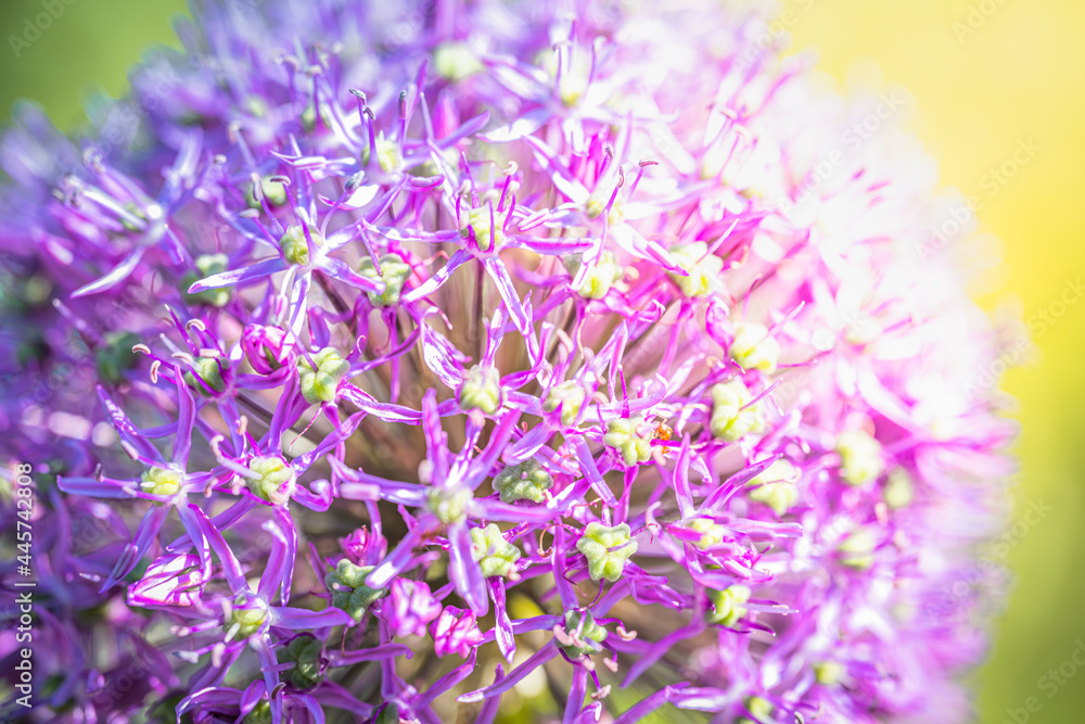 Allium nigrum, a beautiful flower at close range on a sunny day. Allium nigrum, a beautiful flower at close range on a sunny day.