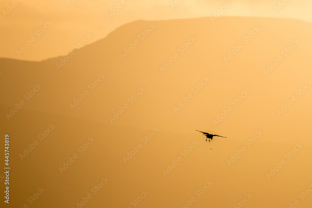 birds in the sunset birds in the sunset