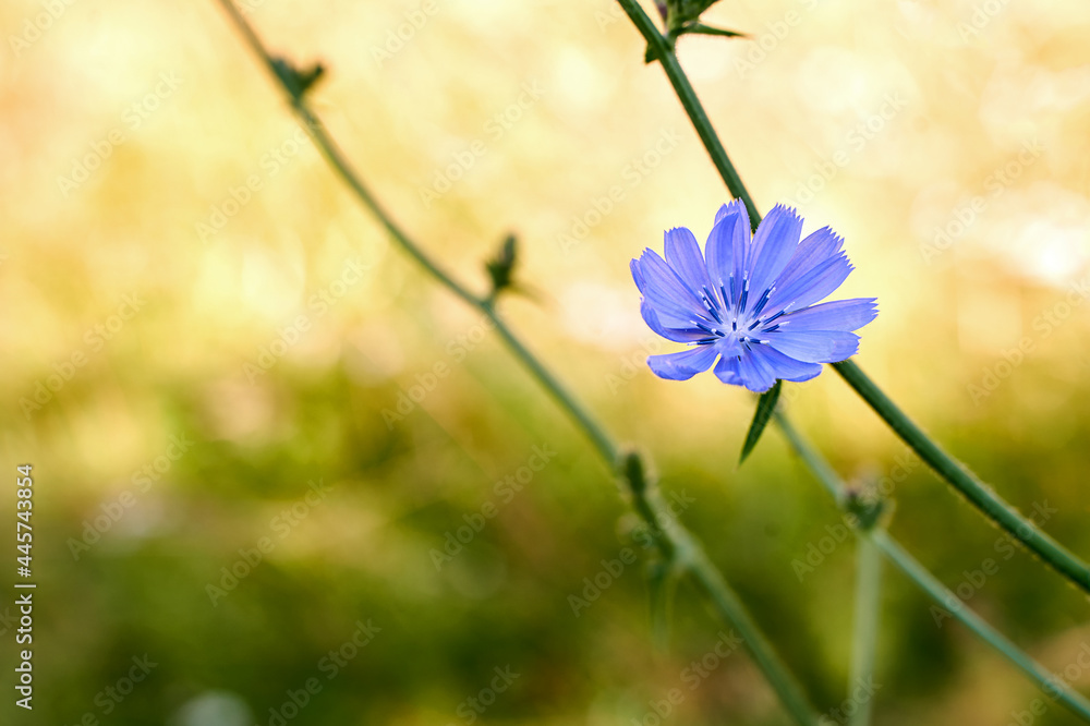 Blue cichorium flower in the summer field