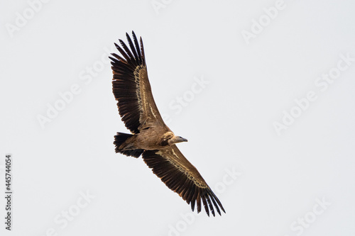 Griffon vulture  Gyps fulvus in Monfrague National Park. Extremadura  Spain