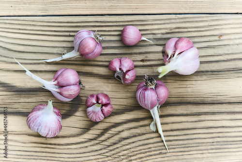 Freshly picked, home-grown purple stripe garlic bulbs on rustic wooden background