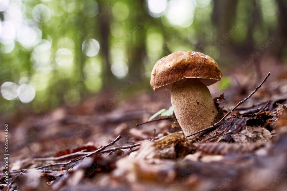 Cep or penny bun mushroom growing in the forest