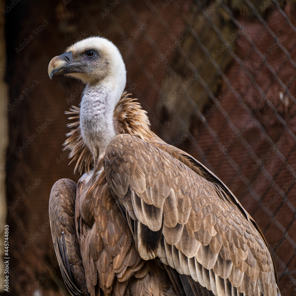 Fototapeta premium Griffon vulture, Gyps fulvus in Jerez de la Frontera, Andalusia, Spain