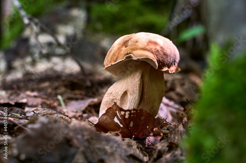 Cep or penny bun mushroom growing in the forest