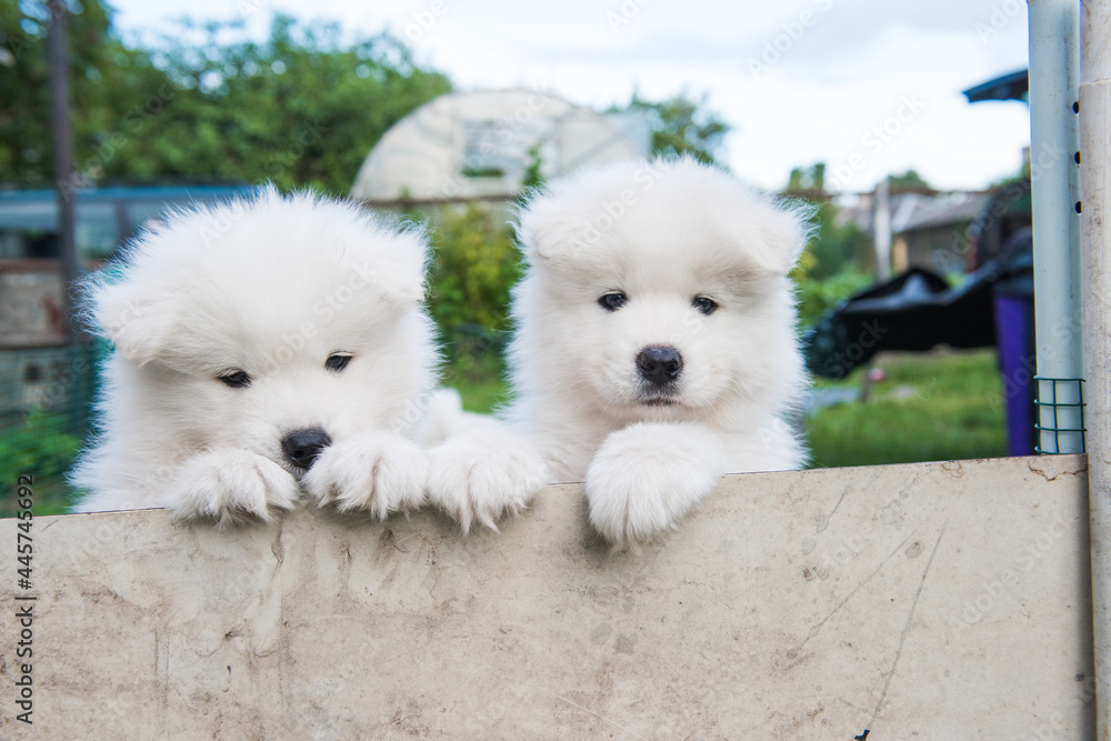 Two funny White Samoyed puppies peeking out from the fence Two funny White Samoyed puppies peeking out from the fence