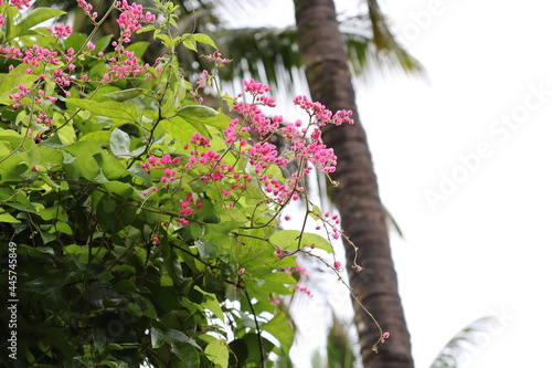 pink flowers on tree
