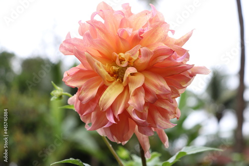 red dahlia flower