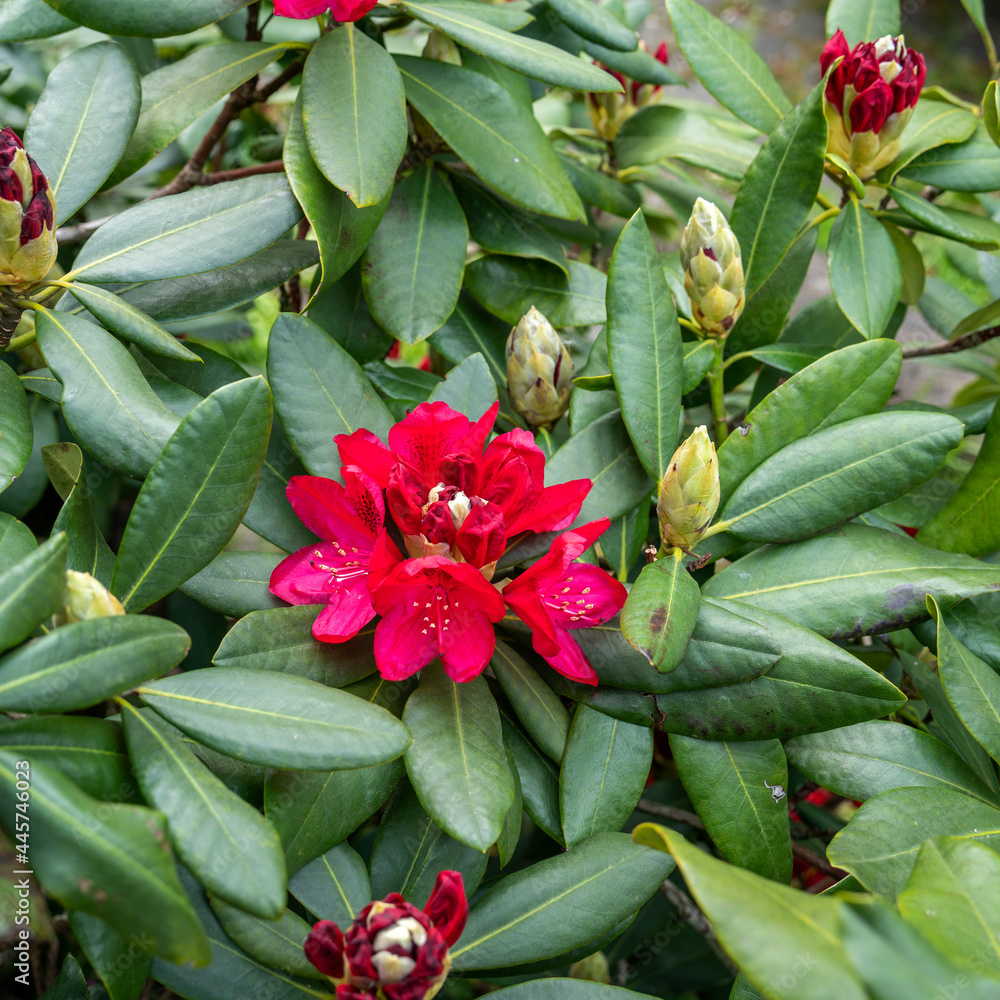 Close up of Rhododendron flowers
Close up of Rhododendron flowers