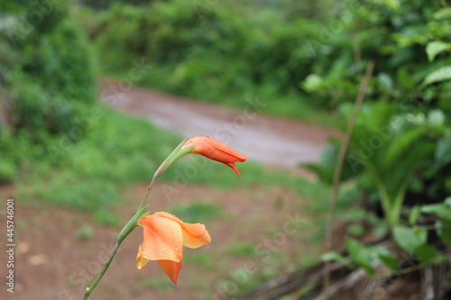 red poppy flower
