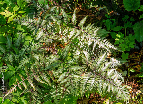 Close up of Japanese painted fern  Athyrium niponicum Pictum  