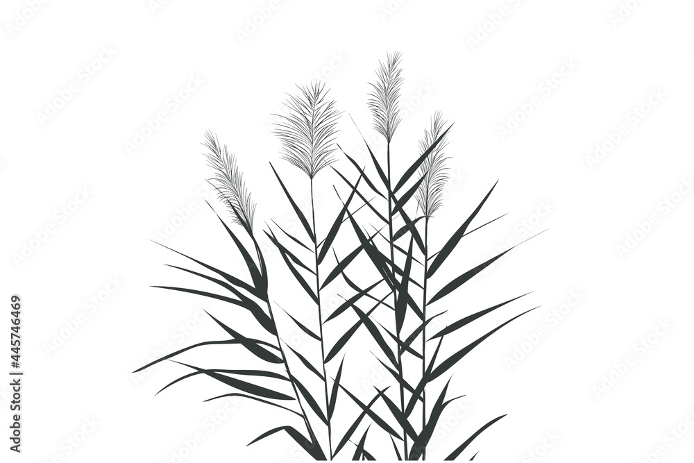 Illustration of black and white reeds.Cane silhouette on white background.