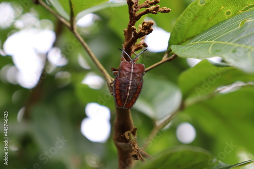 bee on a branch