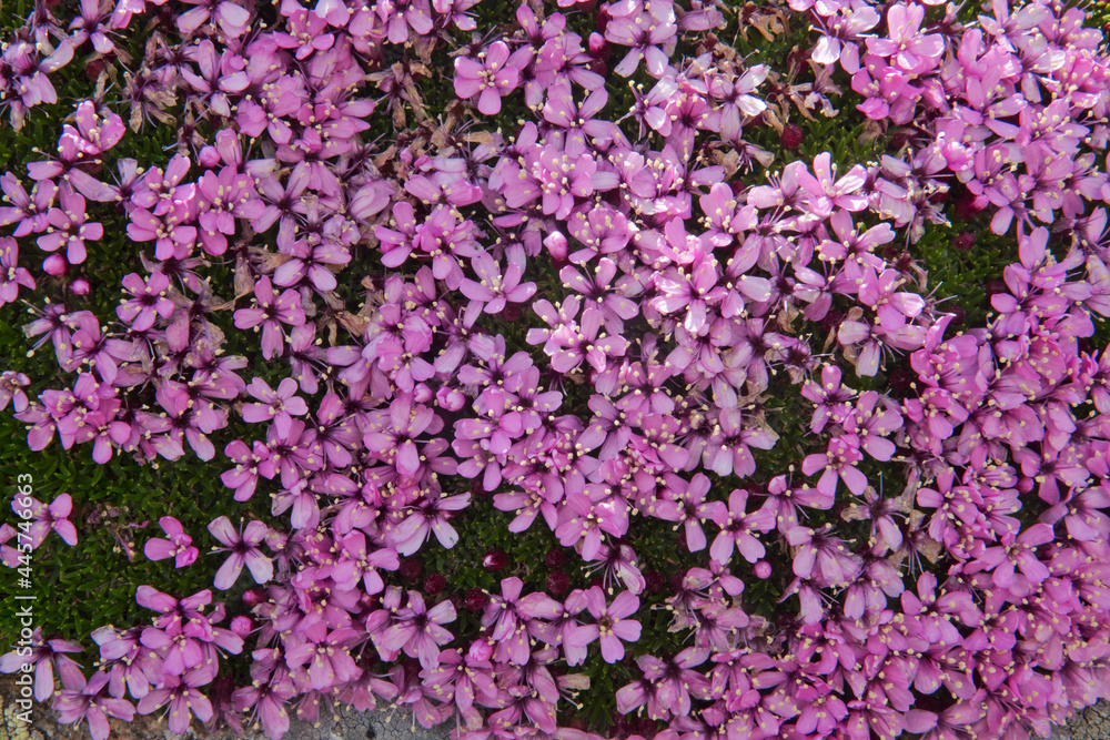 Close-up of the small pink flowers of Moss campion, also known as the Compass plant