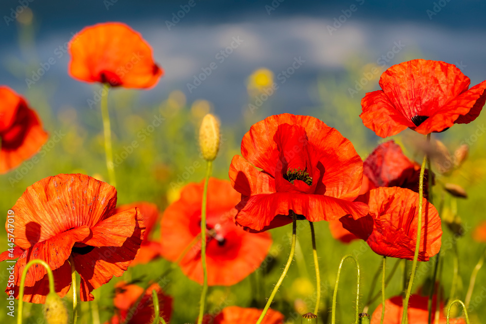 Naklejka premium Blooming poppies