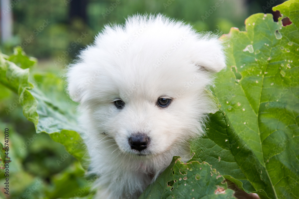 Samoyed puppy and rhubarb growing in a garden. Samoyed puppy and rhubarb growing in a garden.
