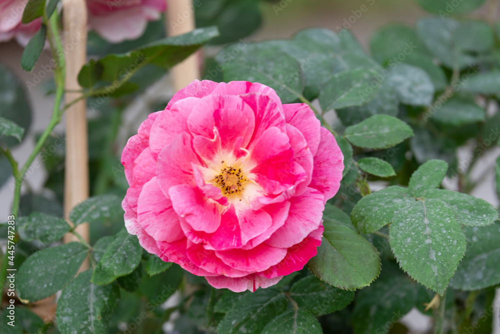 beauty pink rose with green leaves in botany garden. symbol of love in valentine day. soft fragrant aroma flora. beauty pink rose with green leaves in botany garden. symbol of love in valentine day. soft fragrant aroma flora.
