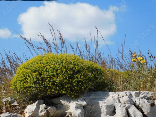 Greek spiny spurge, or Euphorbia acanthothamnos, near Varkiza in Attica, Greece photo