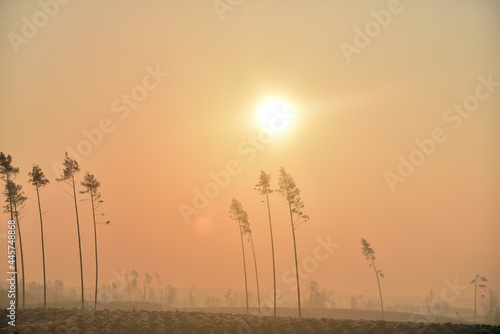 Fotografie the rising sun over the surviving trees