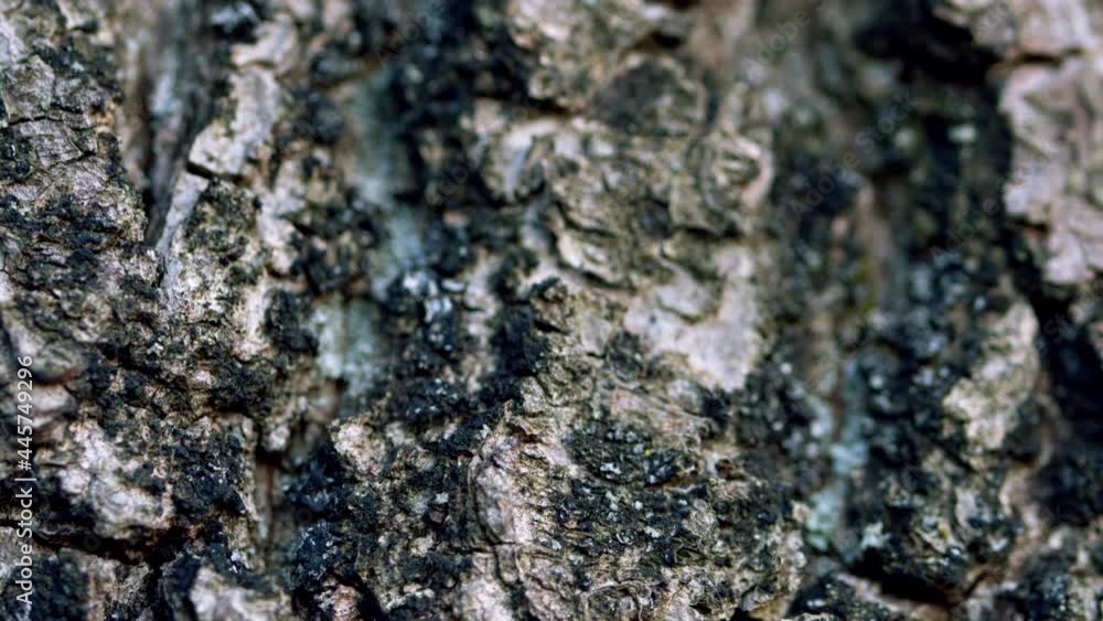 Trunk of a big tree with rough tree bark. Old tree bark.