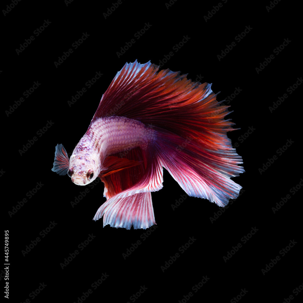 Betta fish, siamese fighting fish Betta fish, siamese fighting fish