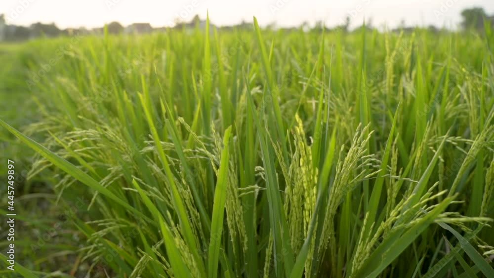 Close up of green paddy rice plant in the field Close up of green paddy rice plant in the field