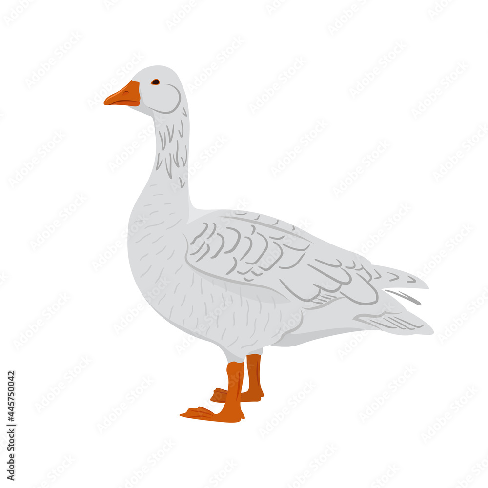 Adorable white goose isolated on white background. Farm domestic birds. Vector illustration of a farm animals in a flat style. Adorable white goose isolated on white background. Farm domestic birds. Vector illustration of a farm animals in a flat style.